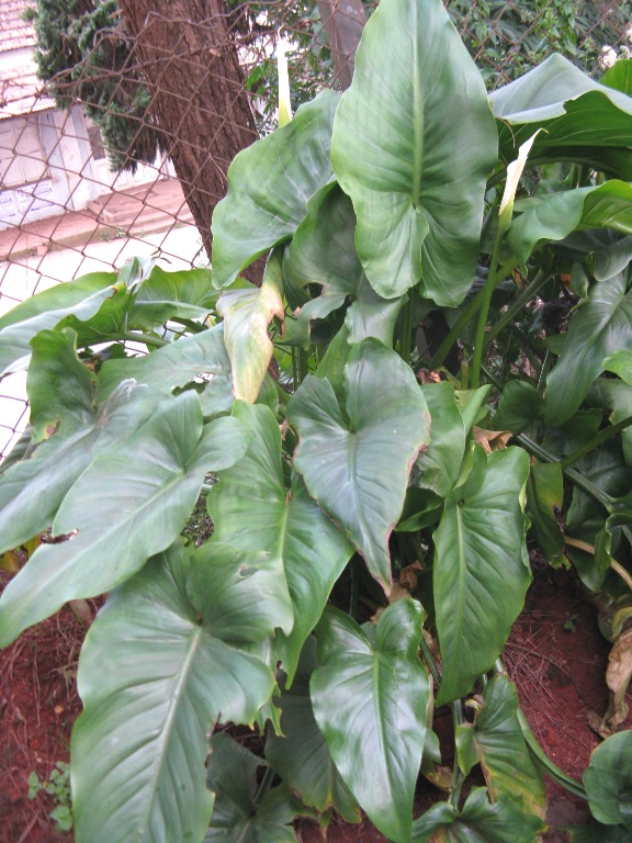 Zantedeschia – eFlora of India